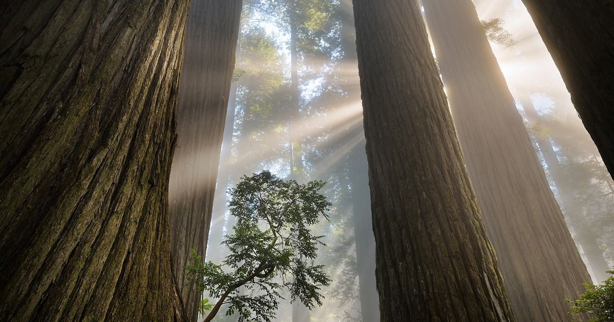 towering ca redwoods